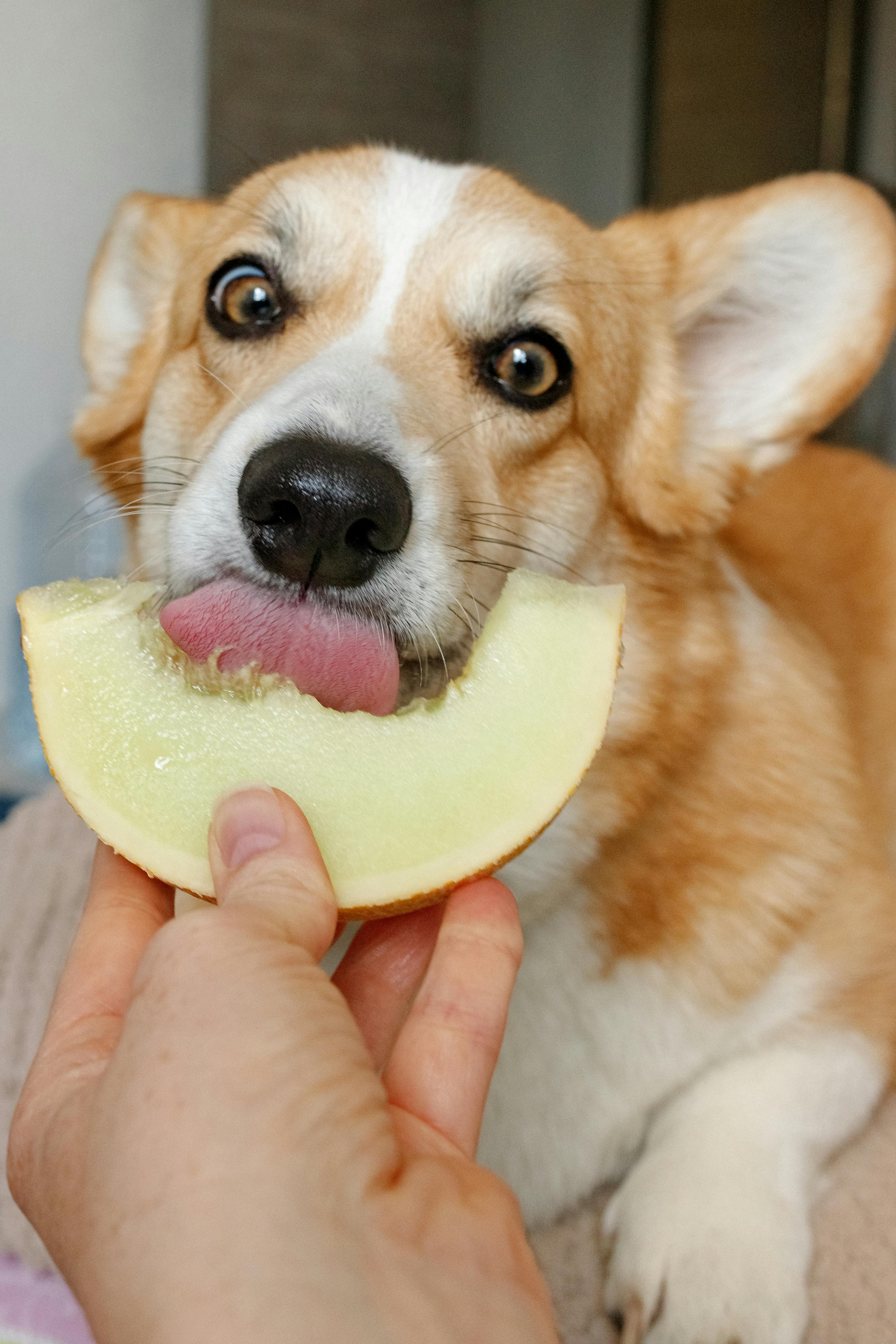 hond met fruit