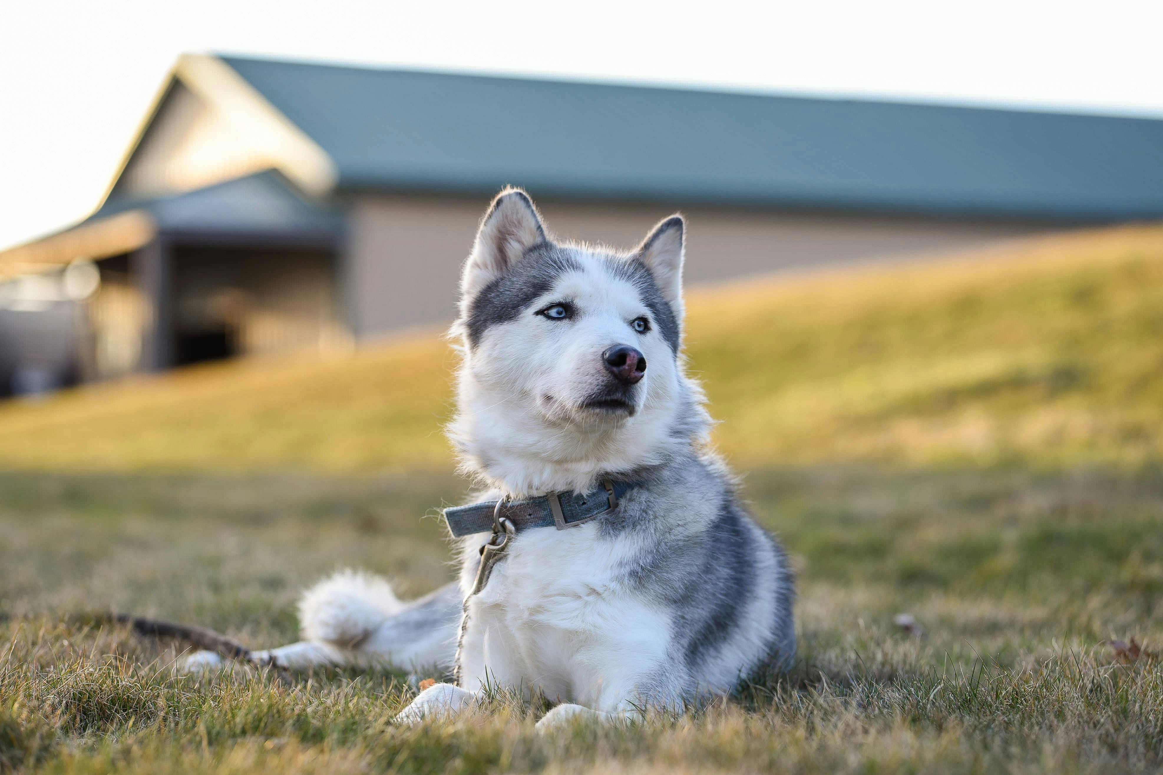 Husky met halsband