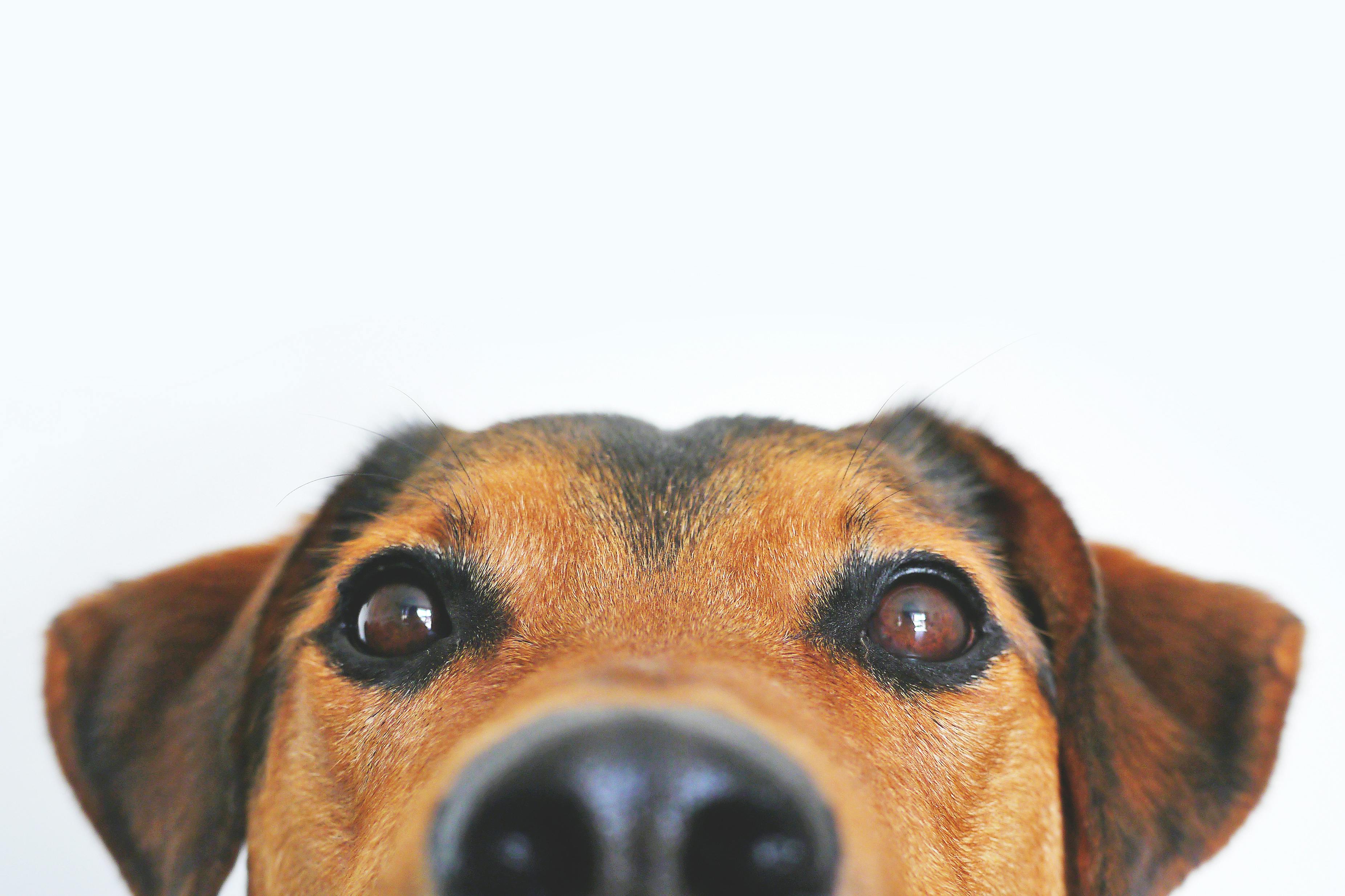 leuke hond