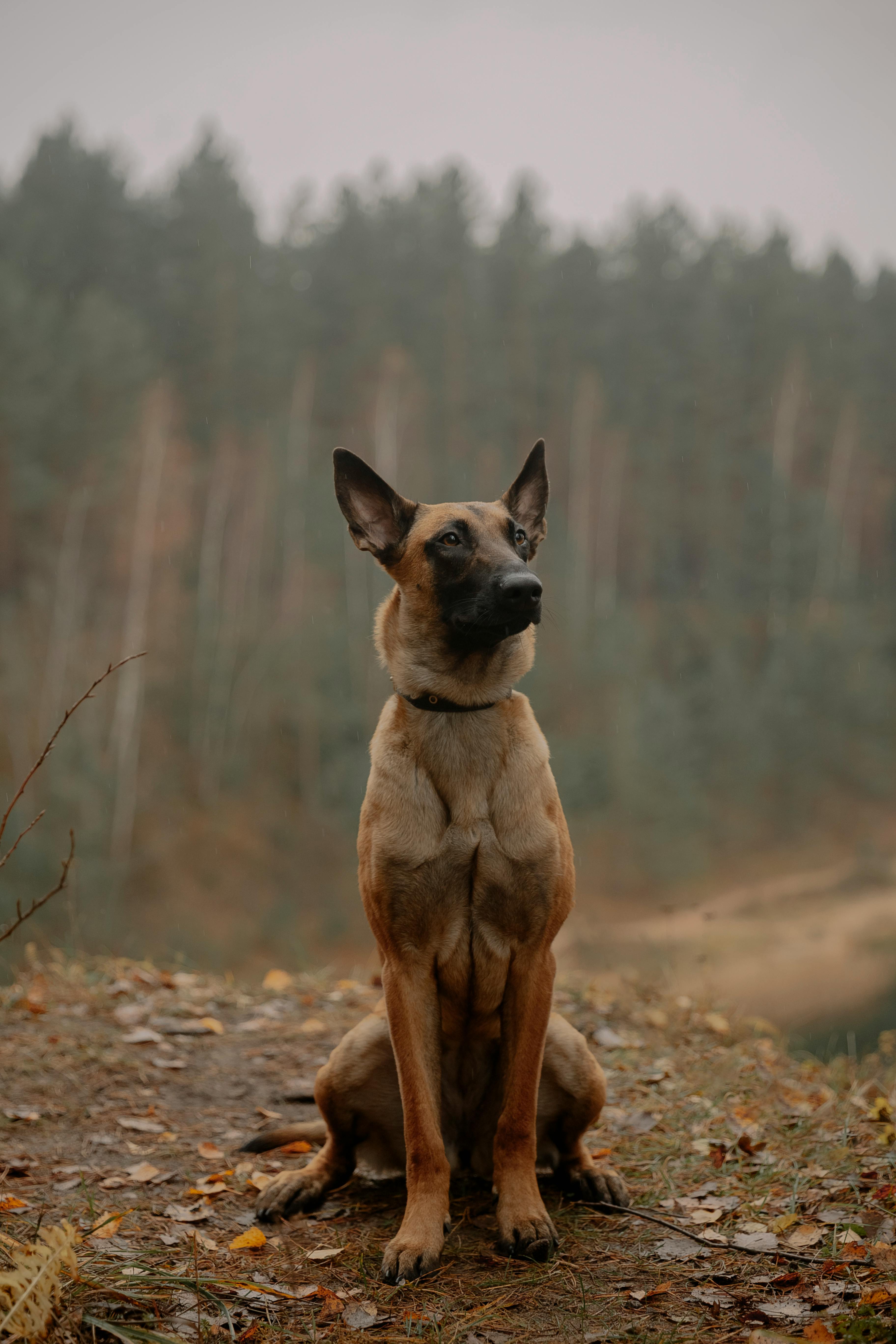Duitse herder voor bos