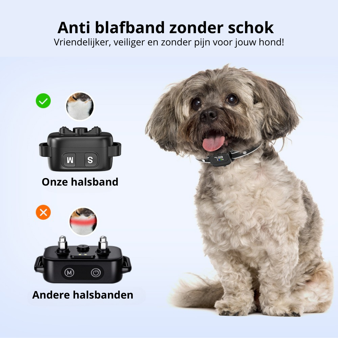 Anti-blafband in het zwart met hond