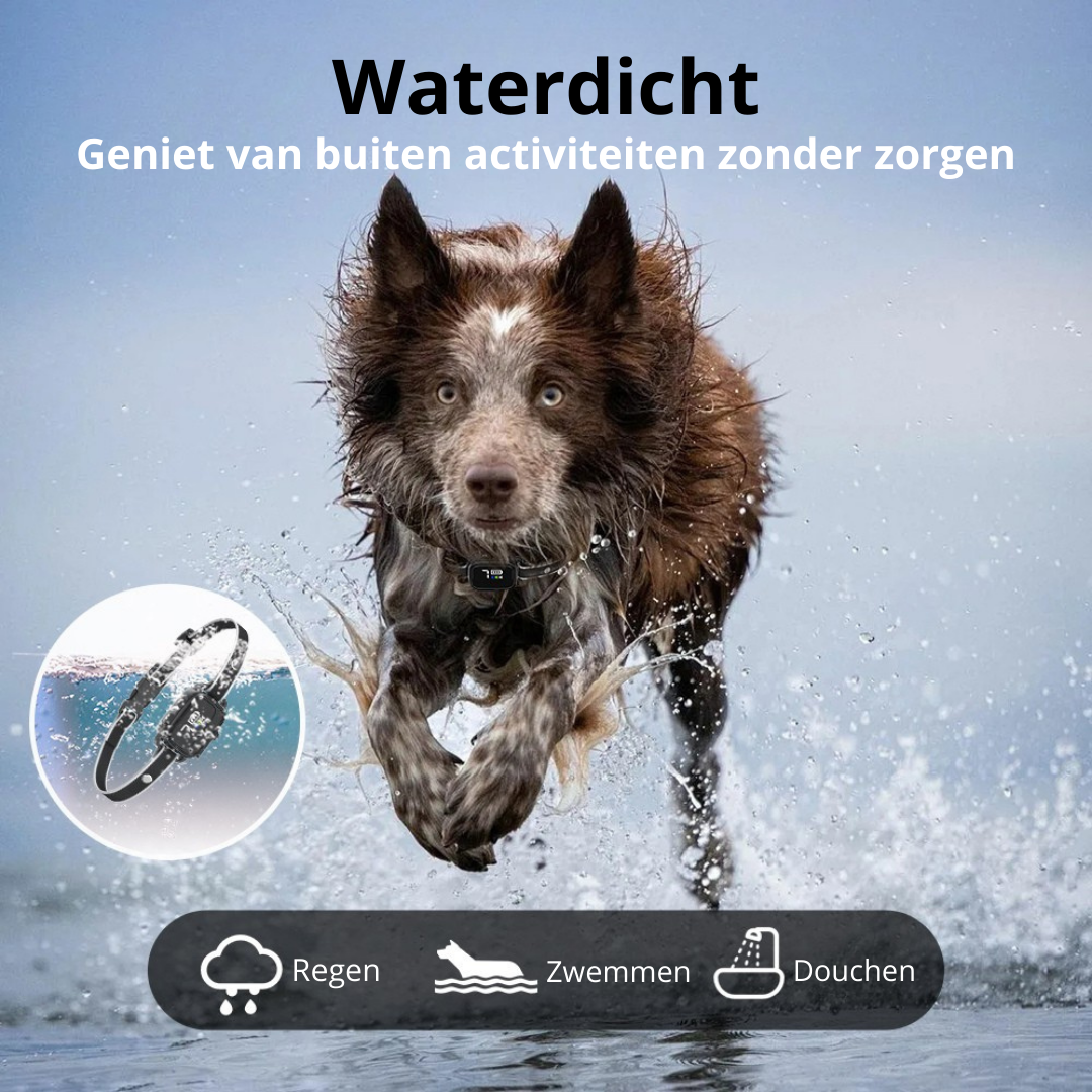 Anti-blafband in het zwart met hond waterdicht