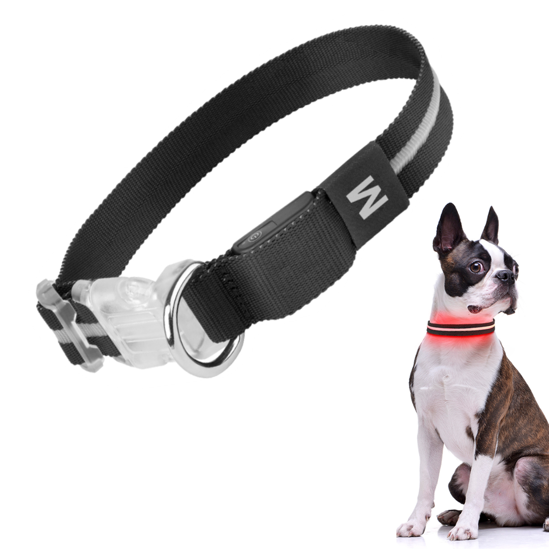 Zwarte LED halsband op hond
