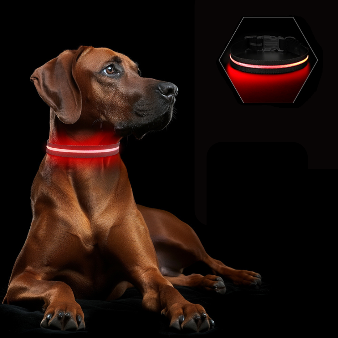 Zwarte LED halsband op hond
