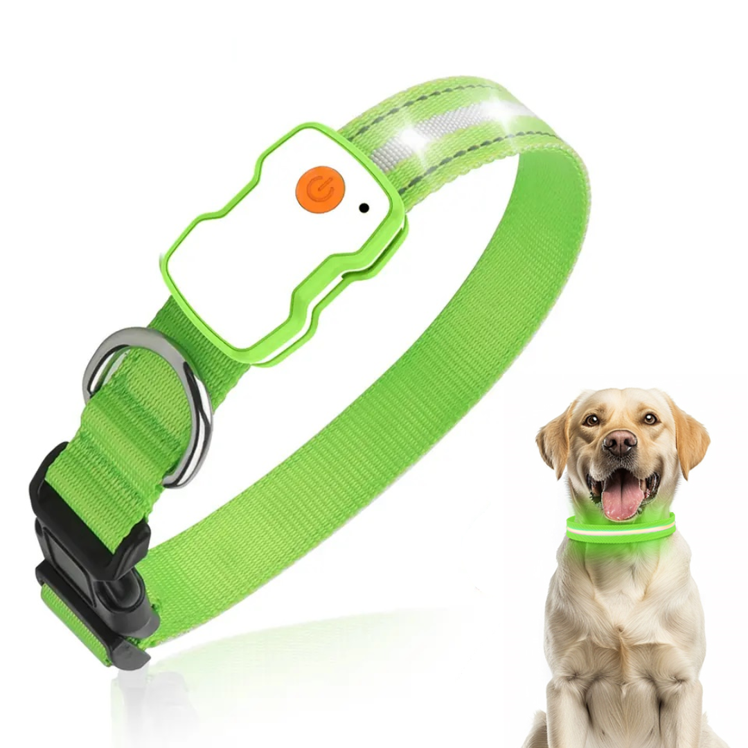 Hond met groene halsband om