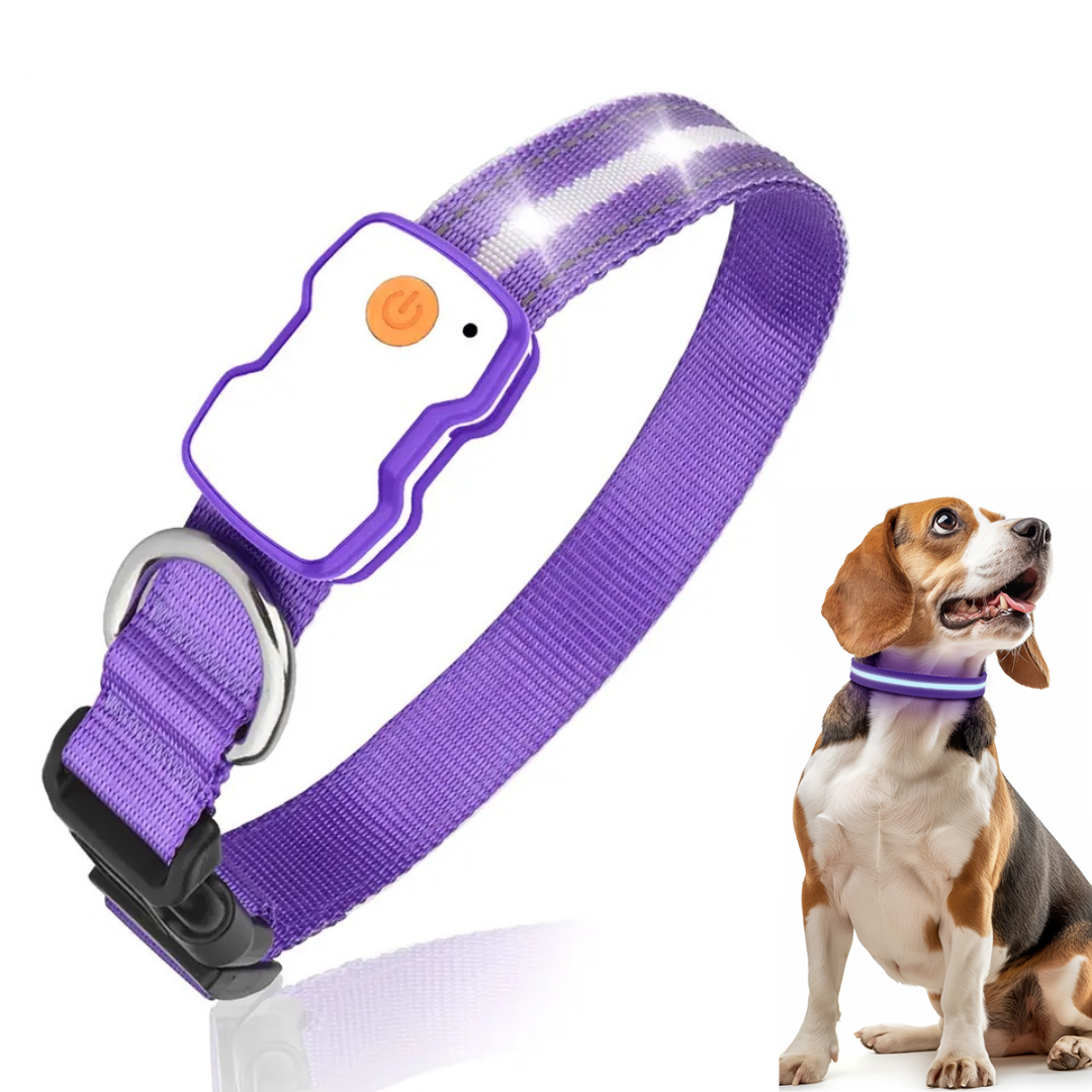 Hond met paarse halsband