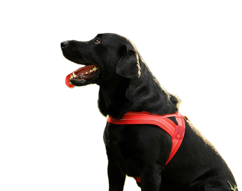 Rood honden harnas met hond