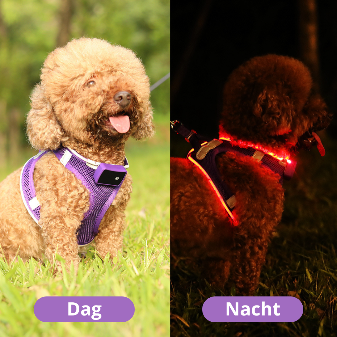 Paars honden harnas verschil