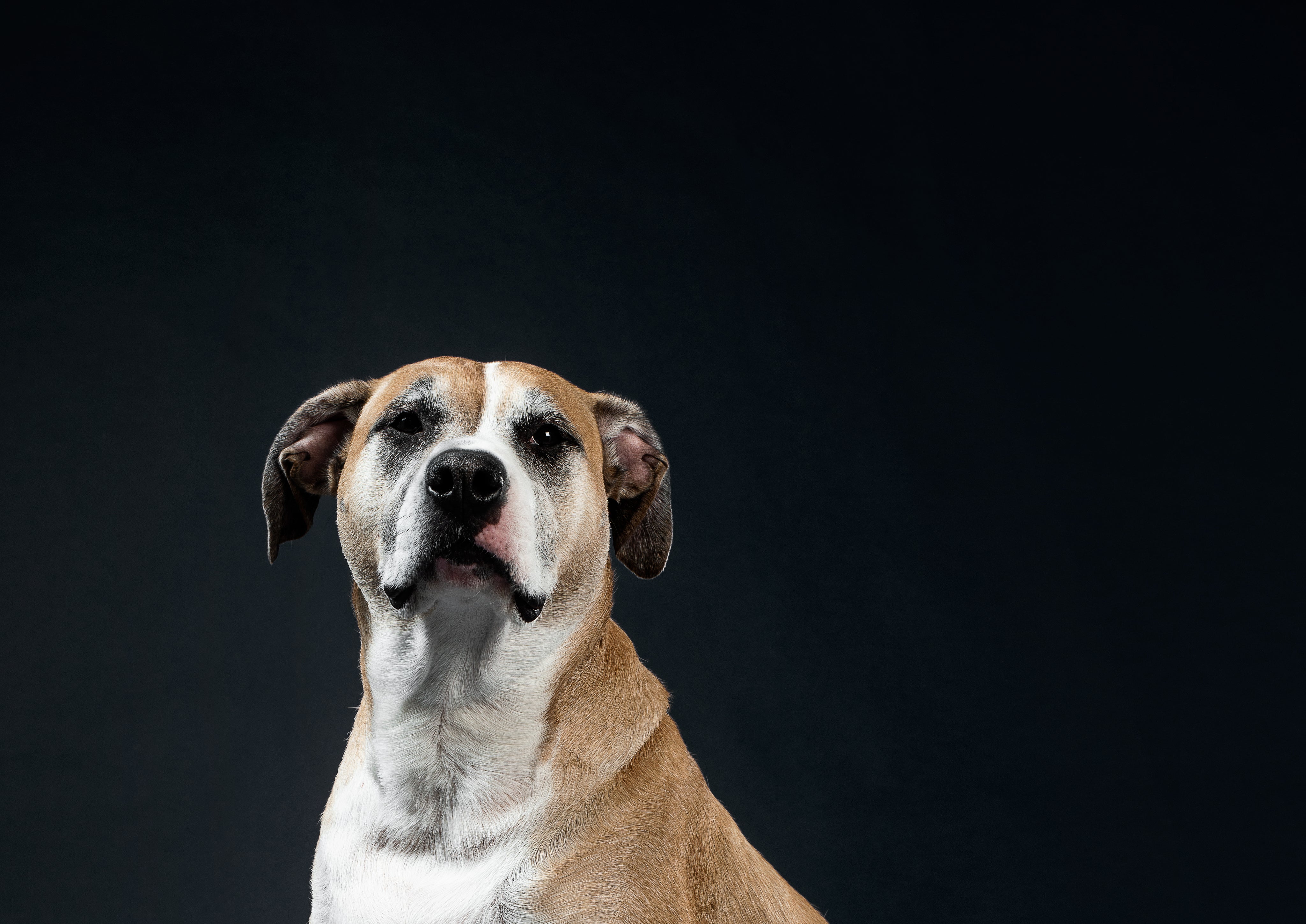 Starende hond