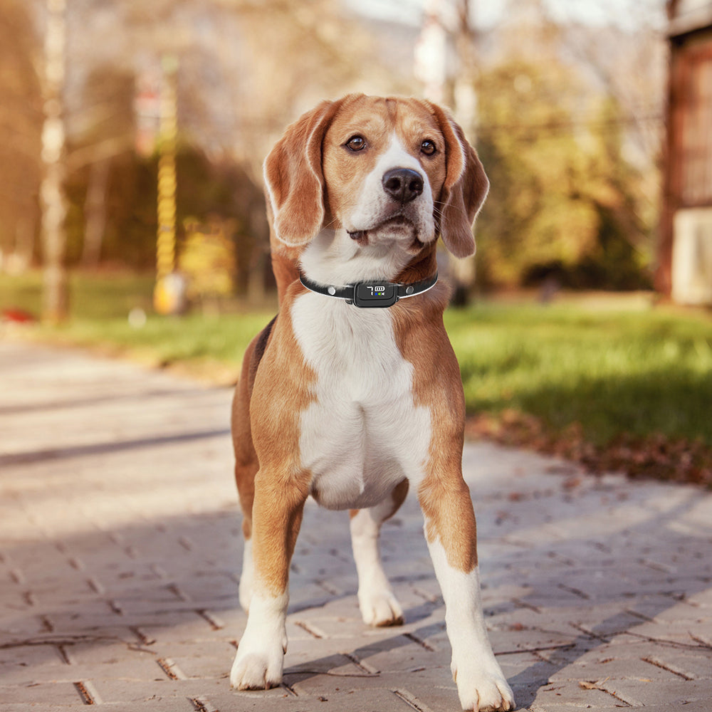 Anti-blafband in het zwart met hond