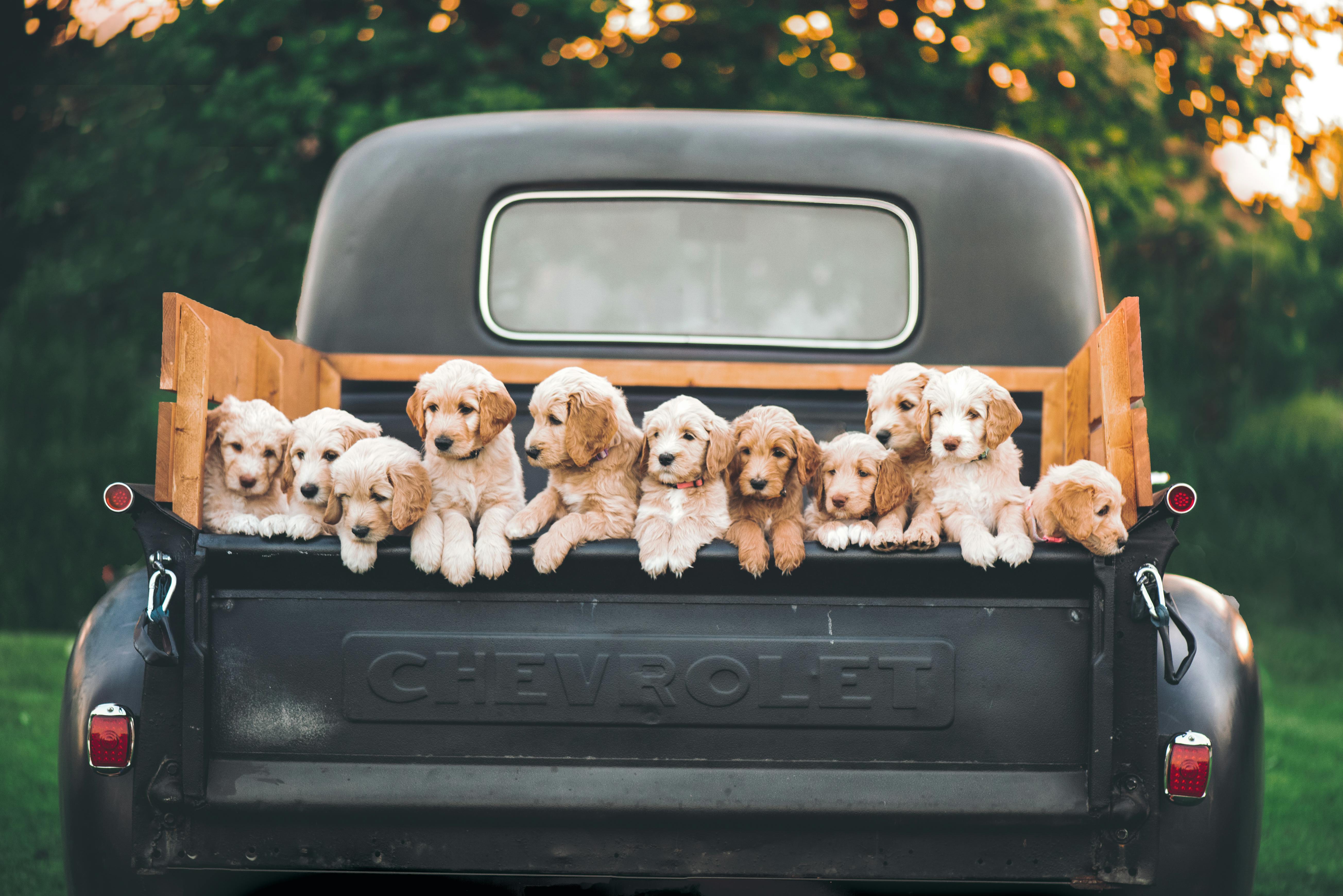 Puppies in auto